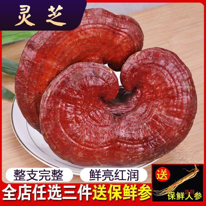 灵芝片！灵芝个子，各种规格！切片！！批发零售！