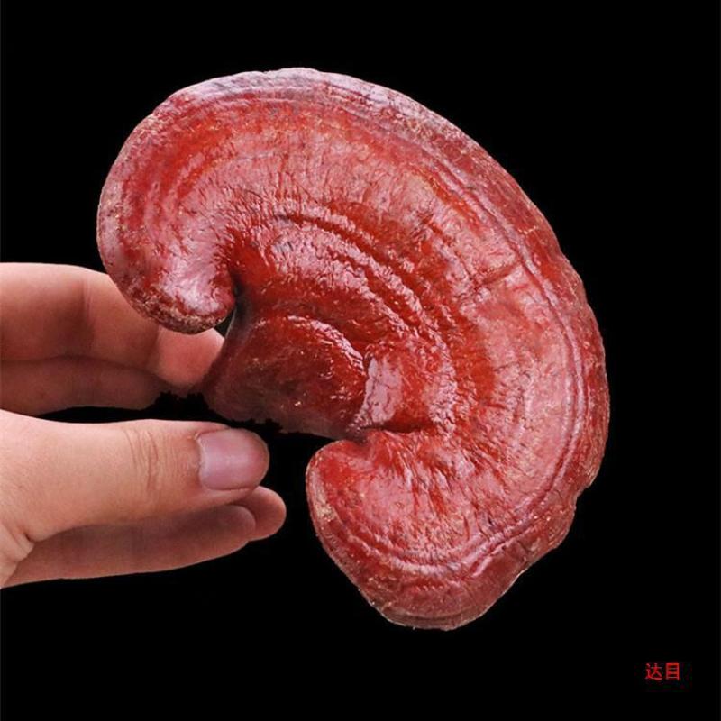 灵芝片！灵芝个子，各种规格！切片！！批发零售！