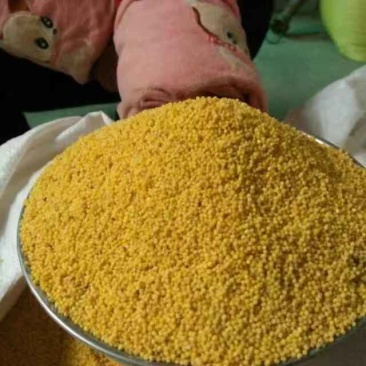 【黄小米】陕西渭南自家种植货量大无杂质成家批发加工电商
