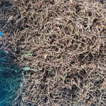 精品花椒杆，货量充足，可视频看货，欢迎客商来电咨询