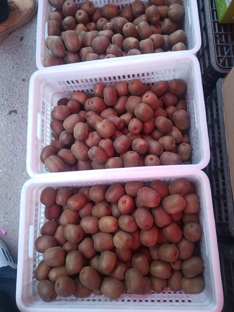 红心弥猴桃基地现货鲜果批发欢迎有需要的老板联系我