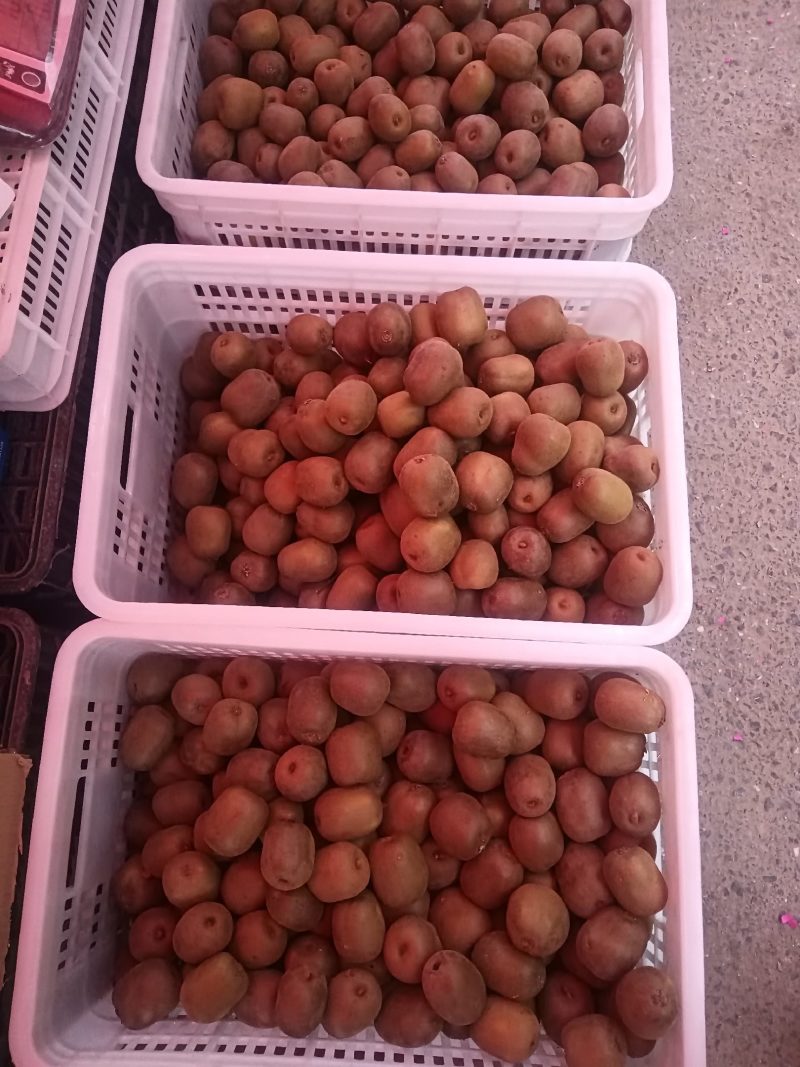 红心弥猴桃基地现货鲜果批发欢迎有需要的老板联系我