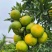 蜜桔湖北蜜橘大量供应皮薄多汁量大从优欢迎来电咨询