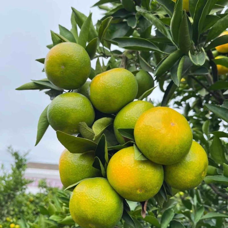 蜜桔湖北蜜橘大量供应皮薄多汁量大从优欢迎来电咨询