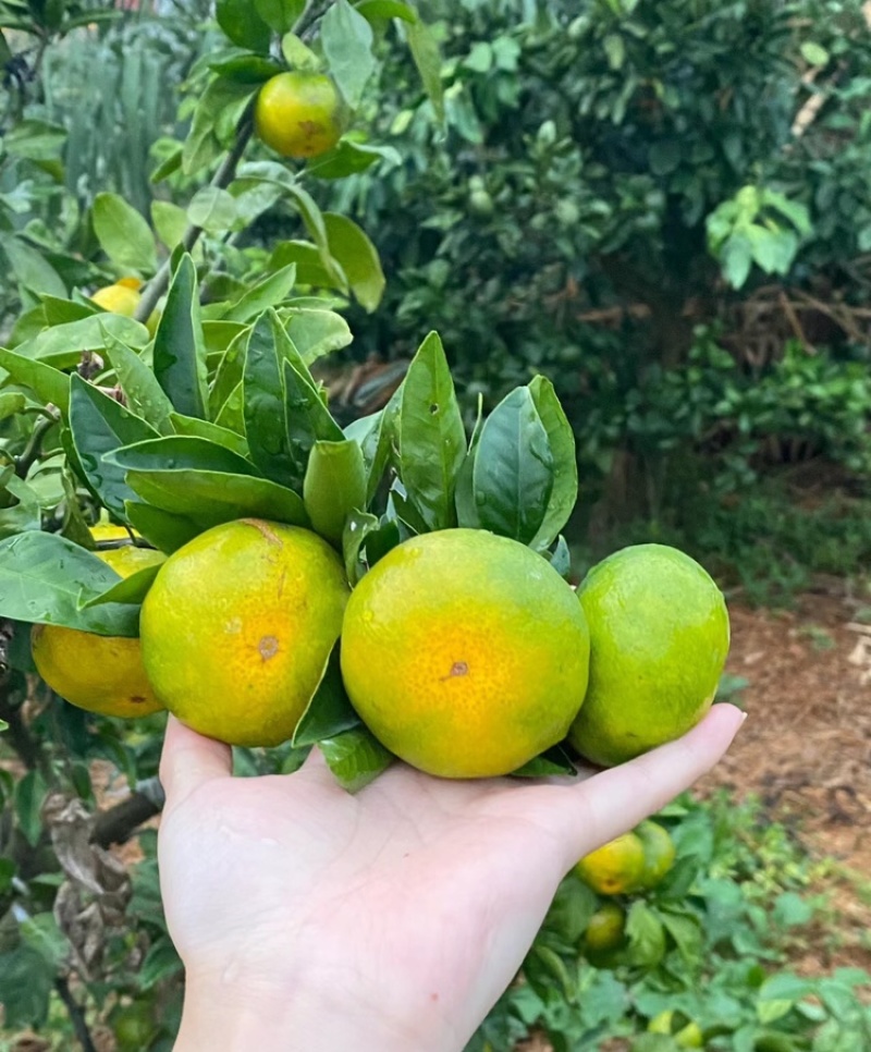 蜜桔湖北蜜橘大量供应皮薄多汁量大从优欢迎来电咨询