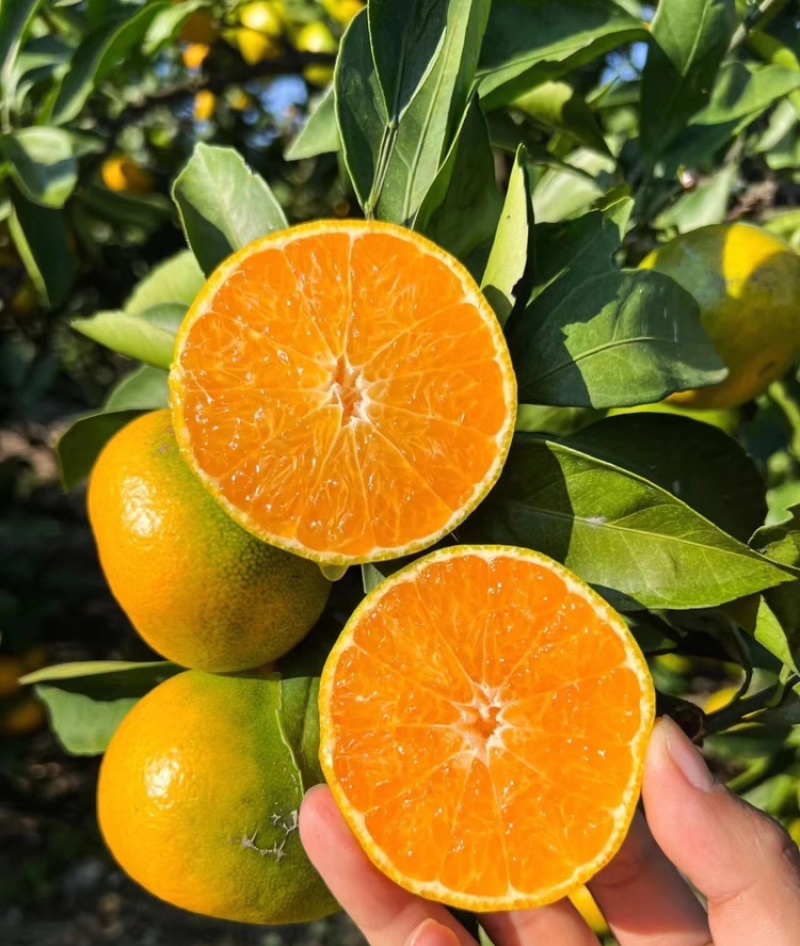 蜜桔湖北蜜橘大量供应皮薄多汁量大从优欢迎来电咨询
