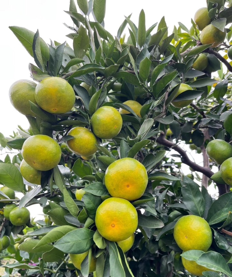 蜜桔湖北蜜橘大量供应皮薄多汁量大从优欢迎来电咨询