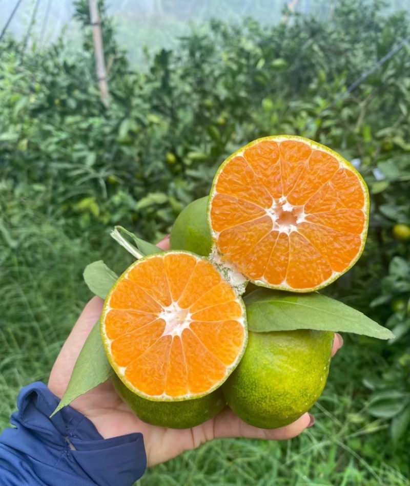 蜜桔湖北蜜橘大量供应皮薄多汁量大从优欢迎来电咨询