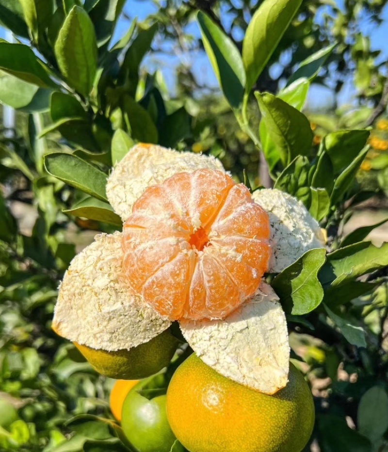 蜜桔湖北蜜橘大量供应皮薄多汁量大从优欢迎来电咨询