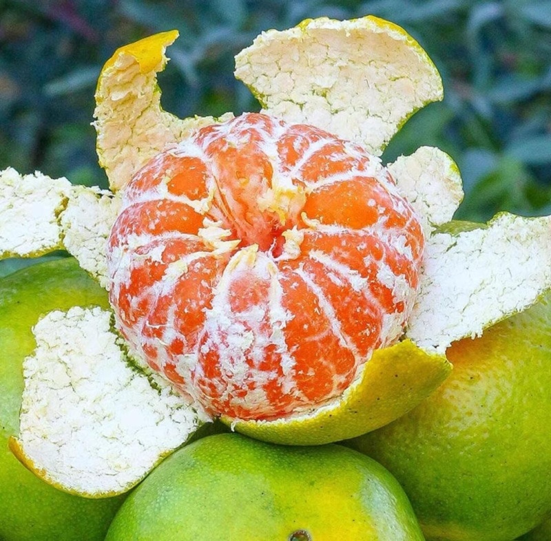 虽然青但好吃正宗涌泉大丰蜜桔特早熟橘子临海橘子黄岩