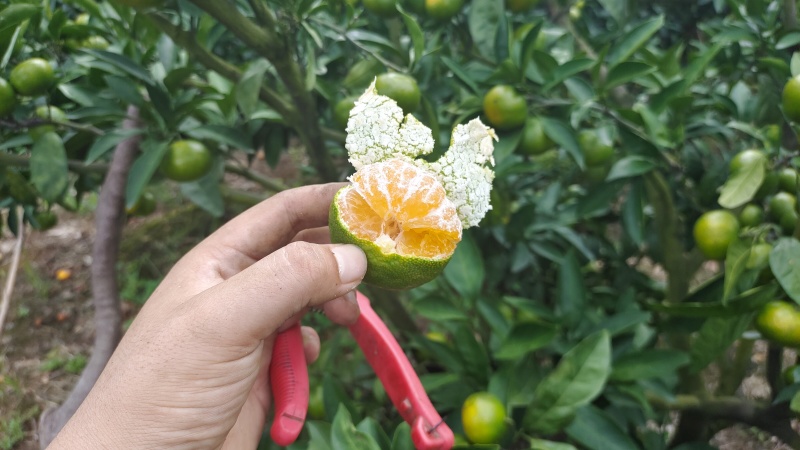虽然青但好吃正宗涌泉大丰蜜桔特早熟橘子临海橘子黄岩