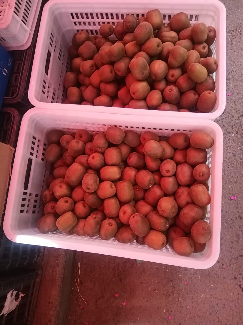 红心弥猴桃基地现货鲜果批发欢迎有需要的老板合作共赢