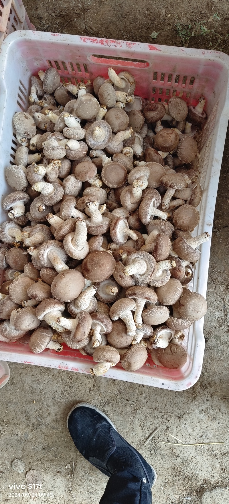 出售808香菇大菇50框中菇90框