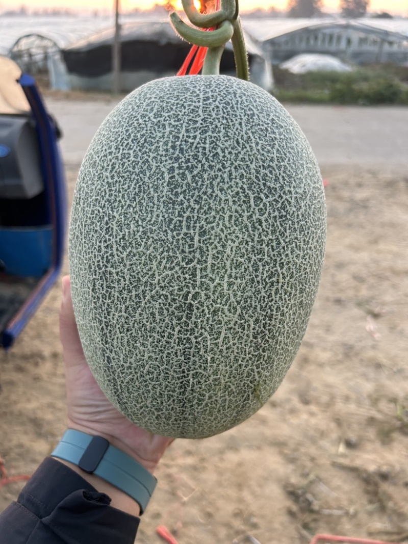 西洲密25便宜大量有货