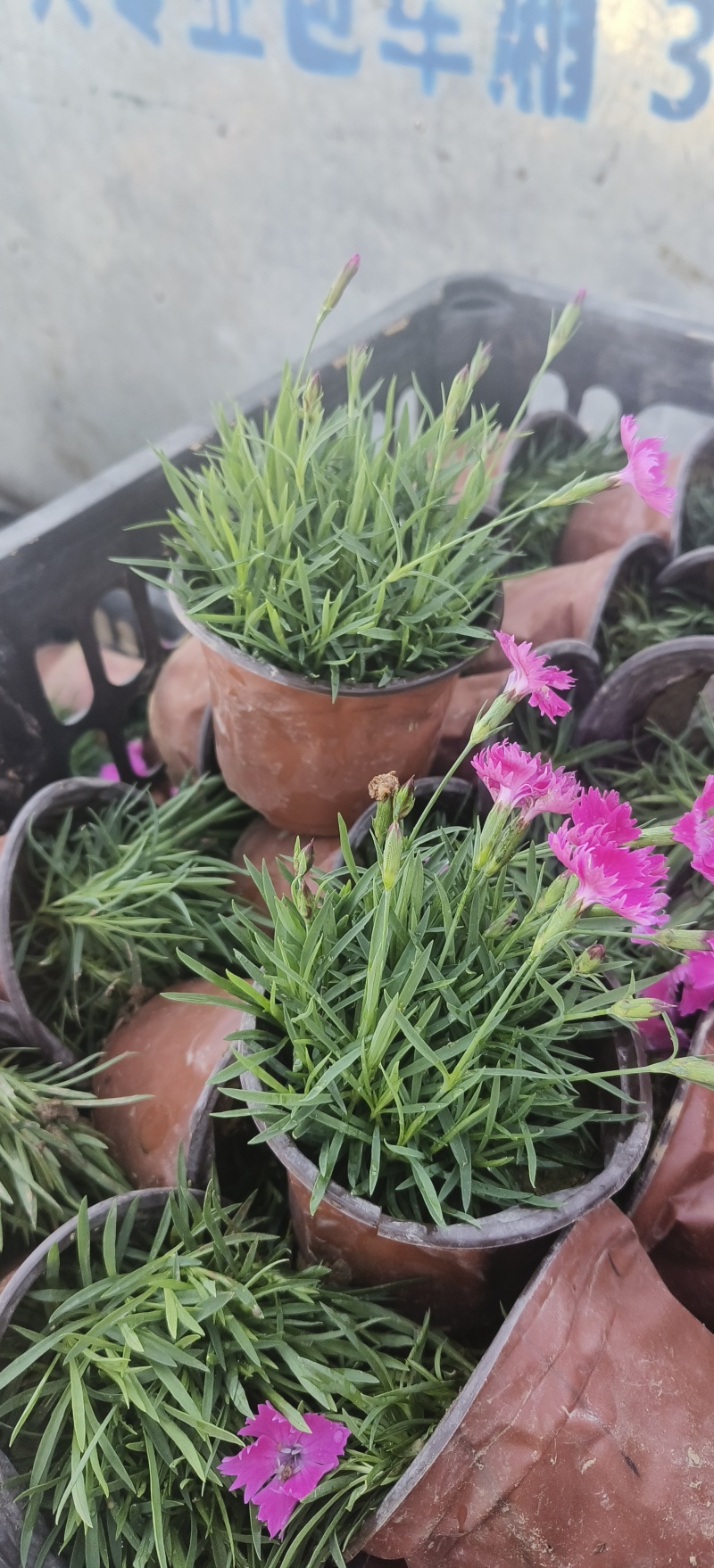 欧石竹，花海欧石竹基地，苗圃出货，质优价廉