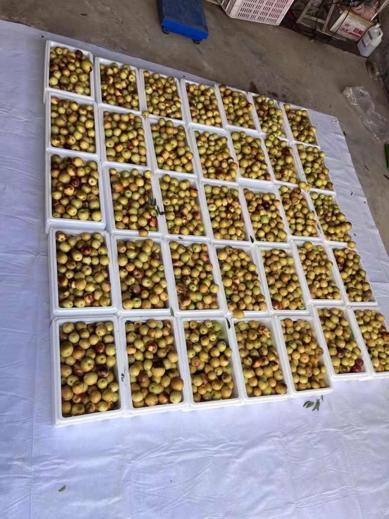 沾化冬枣枣农直发按需加工承接商超电商市场代发