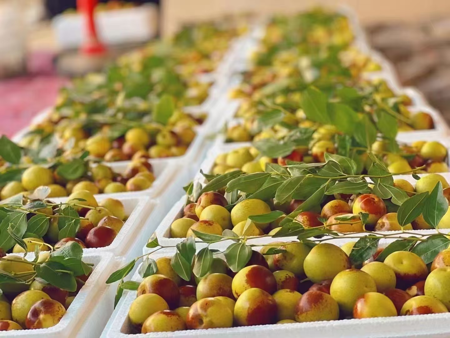 红枣泡酒成品图展示