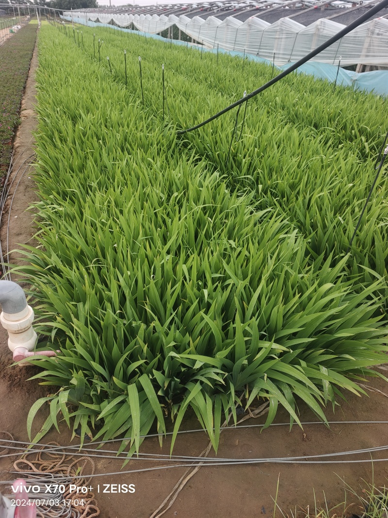 鸢尾兰花，兰花鸢尾，老鸢尾