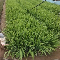 鸢尾兰，老鸢尾，兰花鸢尾，蓝花鸢尾，大量出货。