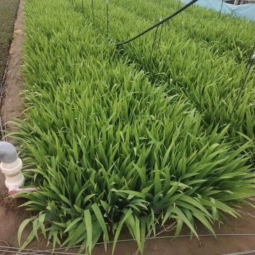 鸢尾兰，老鸢尾，兰花鸢尾，蓝花鸢尾，大量出货。