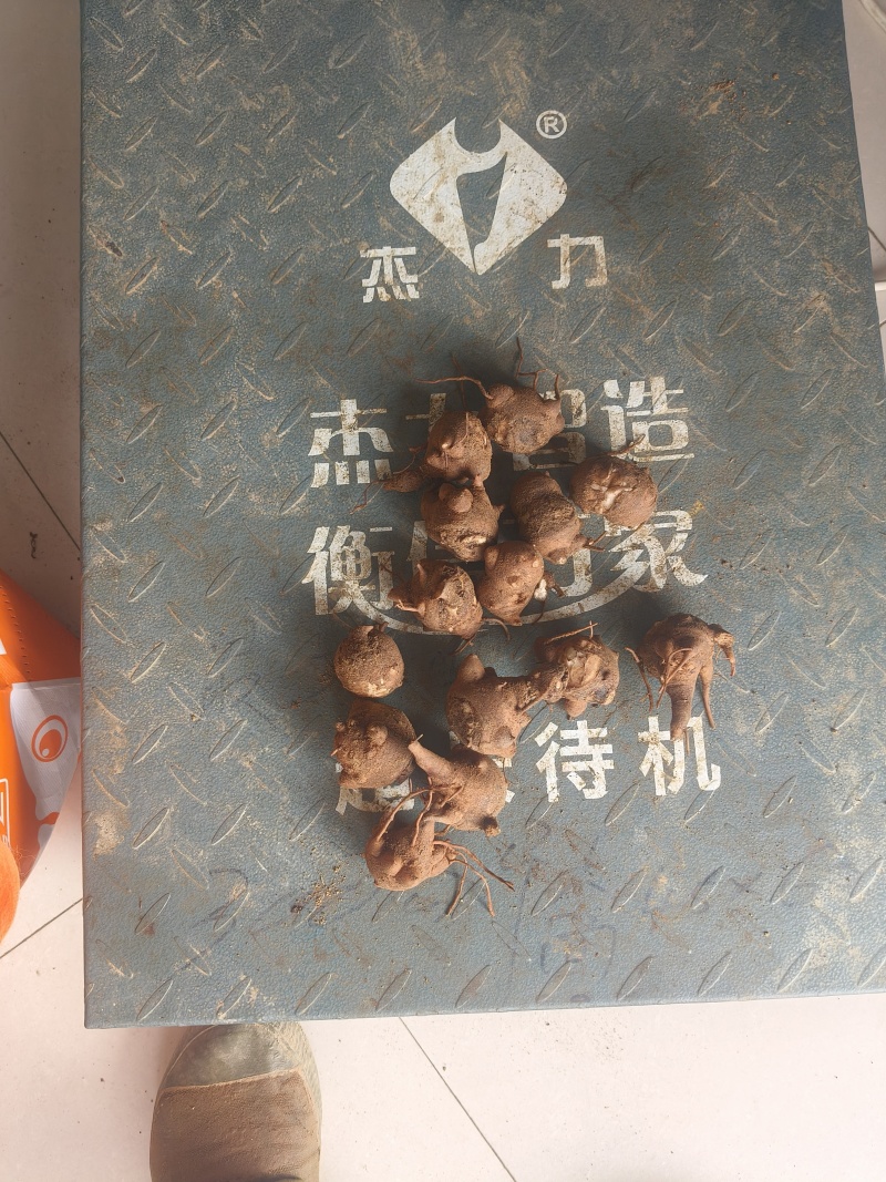 乌药