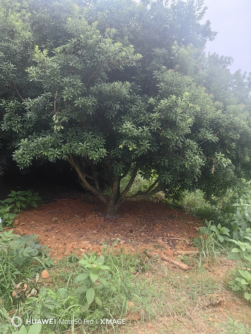 杨梅树苗东魁杨梅正宗嫁接，南方北方均种植基地直供