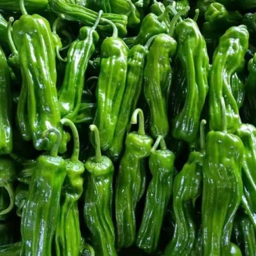 精品薄皮芜湖椒，苏椒，砀椒大量上市，货源充足代收代发全国