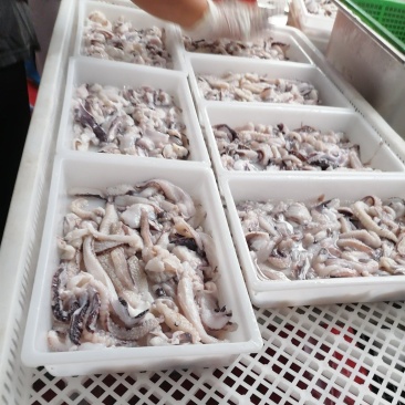 墨鱼须墨鱼爪