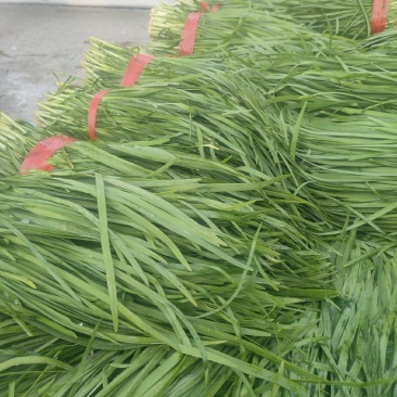 基地精品小二刀大量供应