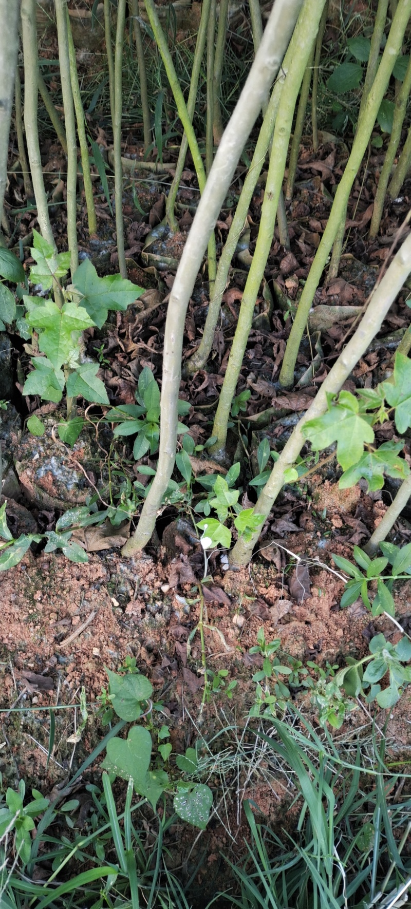 枫香苗江西枫香苗基地枫香基地批发数十年育苗经验，各规格