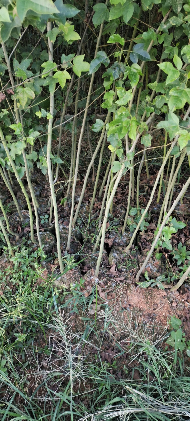 枫香苗江西枫香苗基地枫香基地批发数十年育苗经验，各规格
