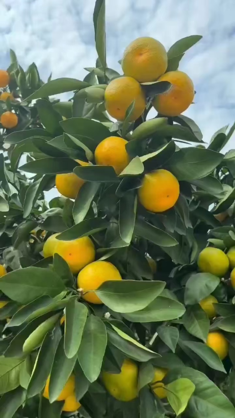 湖北特早蜜橘皮薄爆汁产地直发对接商超市场量大从优