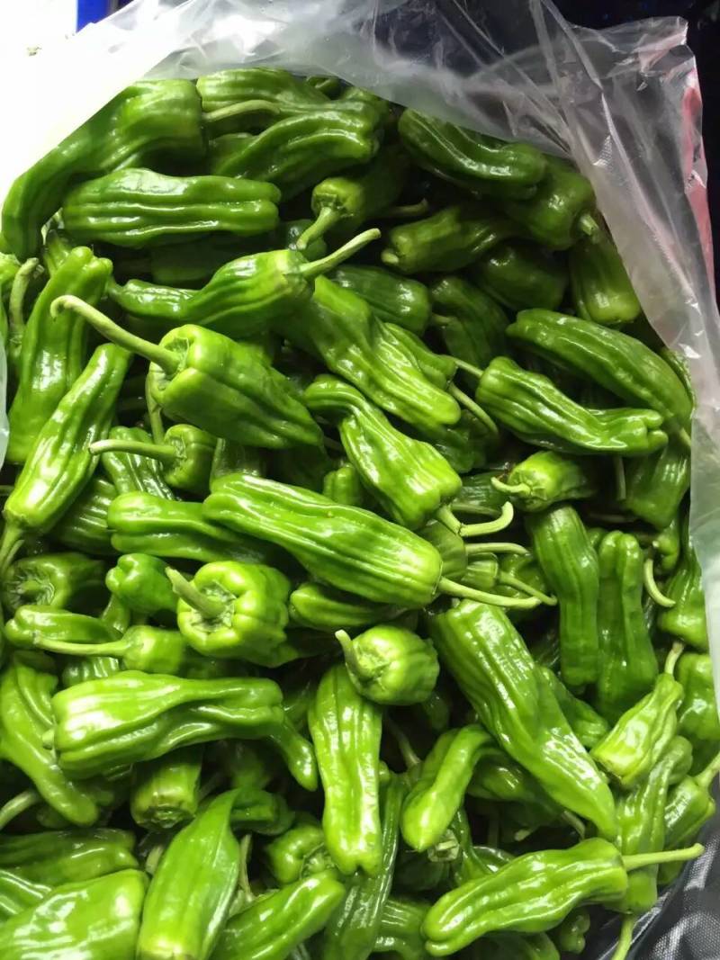 精品薄皮芜湖椒，苏椒，砀椒大量上市，货源充足代收代发全国
