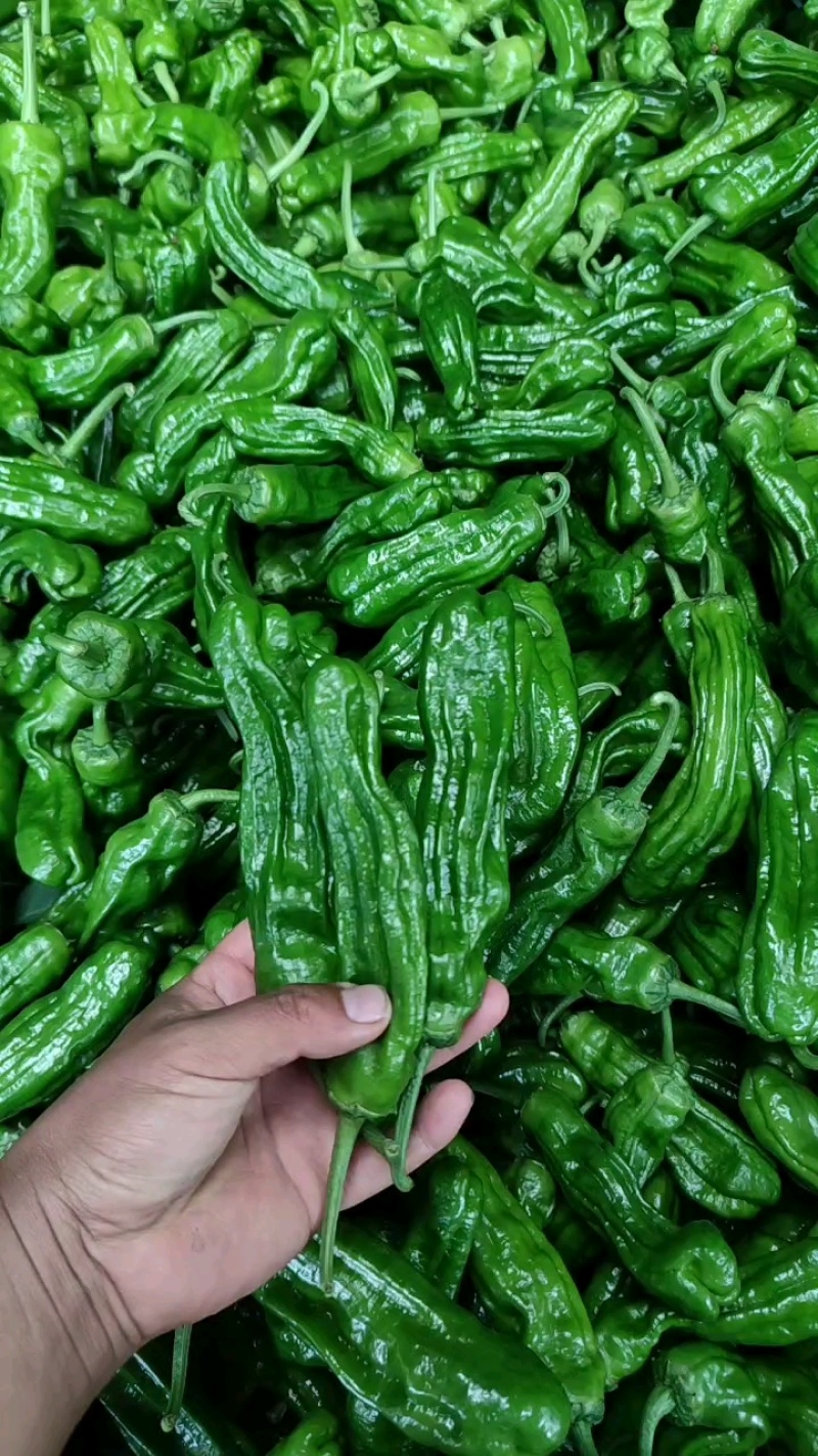 精品薄皮芜湖椒，苏椒，砀椒大量上市，货源充足代收代发全国