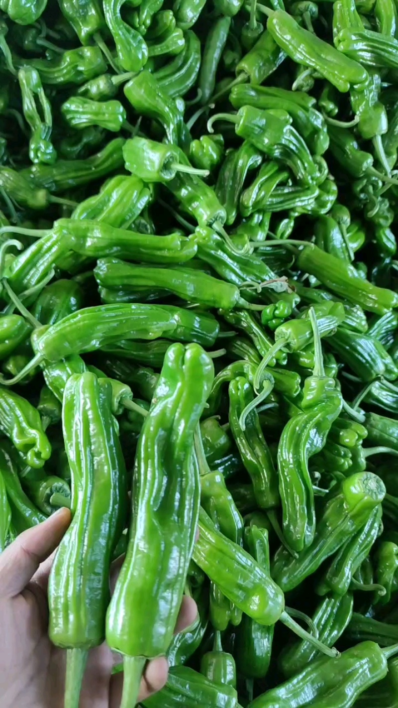 精品薄皮芜湖椒，苏椒，砀椒大量上市，货源充足代收代发全国