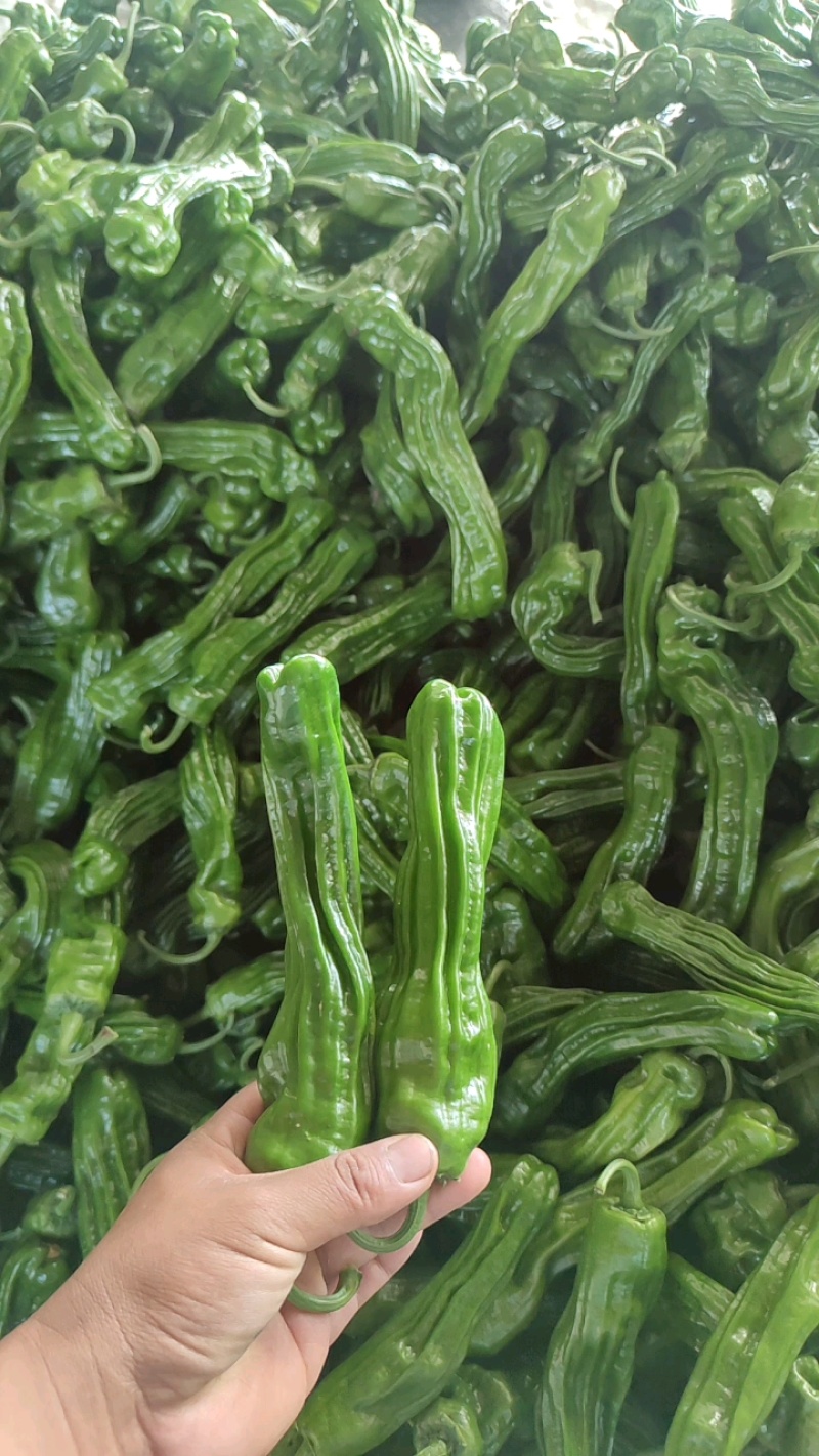 精品薄皮芜湖椒，苏椒，砀椒大量上市，货源充足代收代发全国