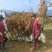 麻栎苗湖北麻栎安徽麻重庆麻栎四川麻栎湖南麻栎江西麻栎验