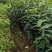 麻栎苗湖北麻栎安徽麻重庆麻栎四川麻栎湖南麻栎江西麻栎验