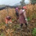 麻栎苗湖北麻栎安徽麻重庆麻栎四川麻栎湖南麻栎江西麻栎验