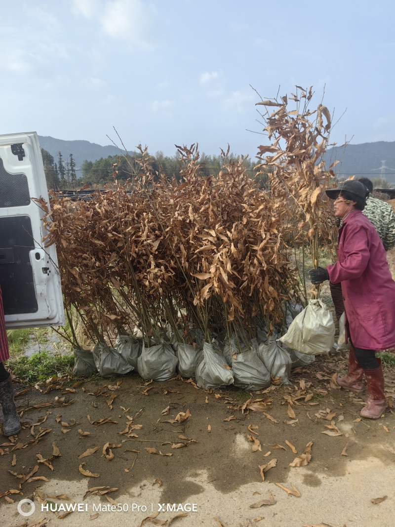 麻栎苗湖北麻栎安徽麻重庆麻栎四川麻栎湖南麻栎江西麻栎验