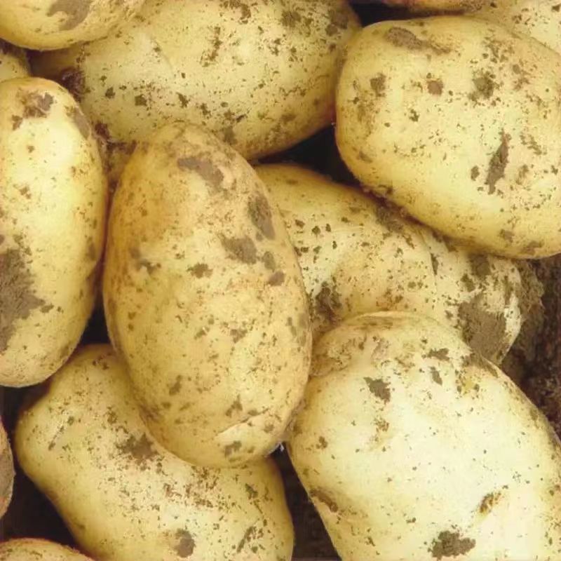 【实力商家】精选冷库荷兰十五土豆三两以上
