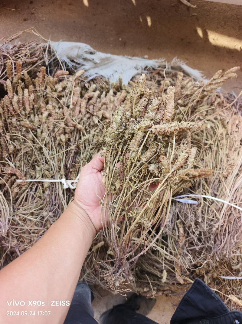 夏枯草全棵，捆把顺草，颜色靓丽，产地直发一手货源
