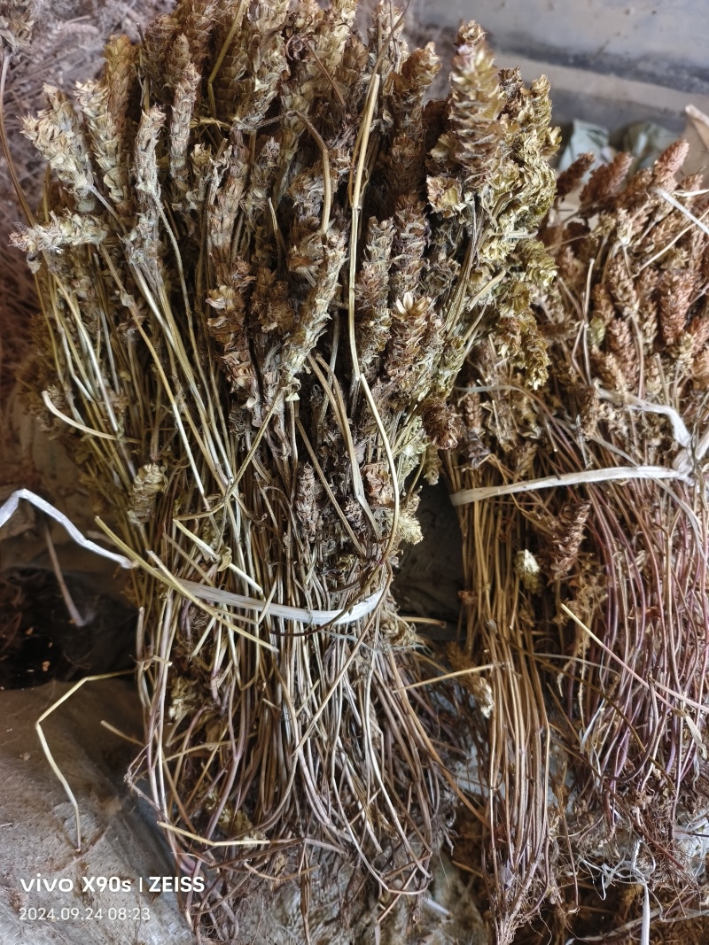 夏枯草全棵，捆把顺草，颜色靓丽，产地直发一手货源