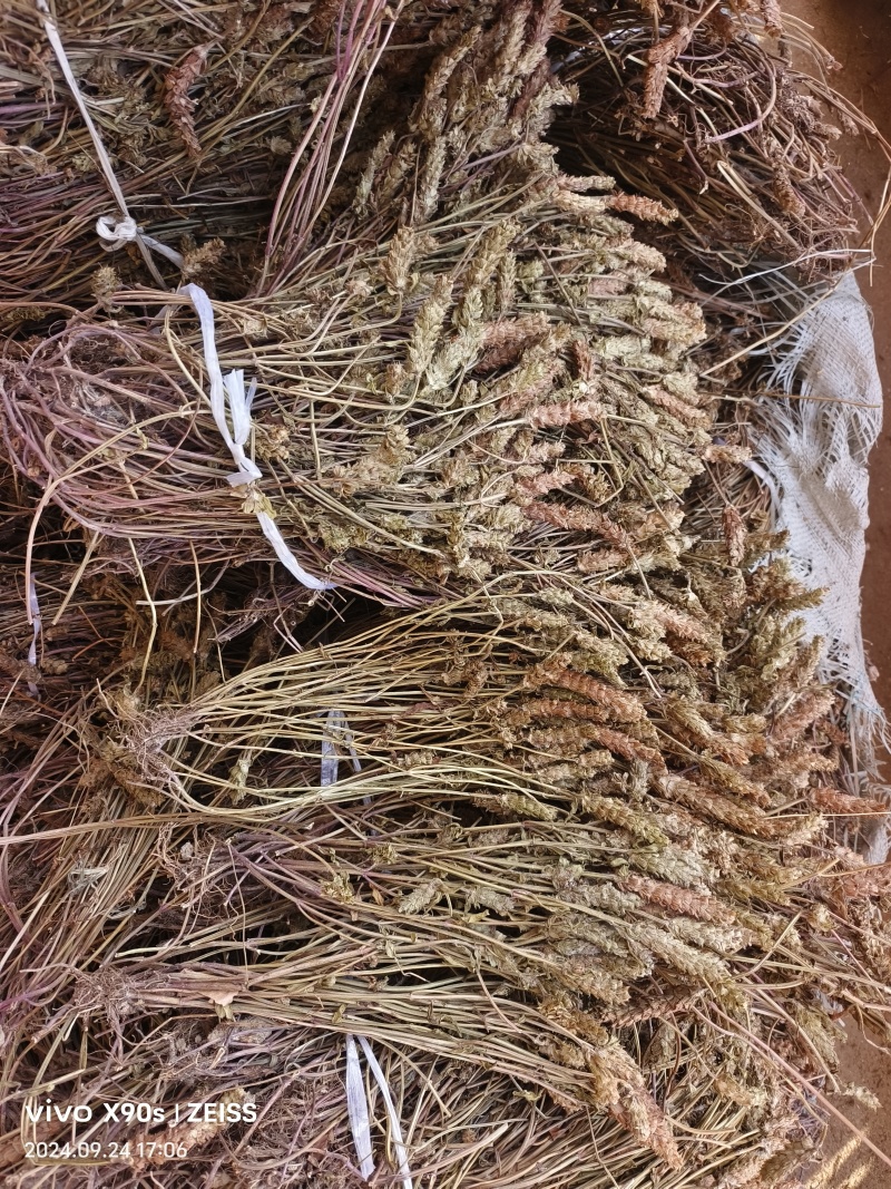 夏枯草全棵，捆把顺草，颜色靓丽，产地直发一手货源