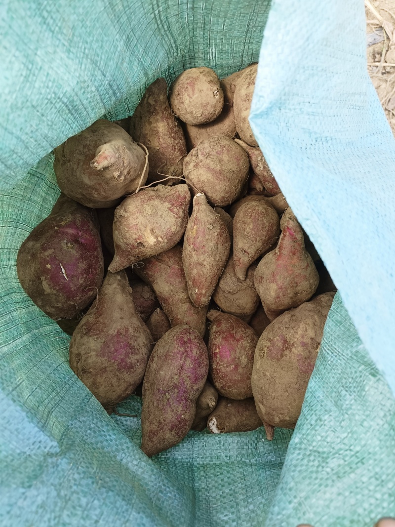 。加工厂原料，打淀粉，饲养用红薯