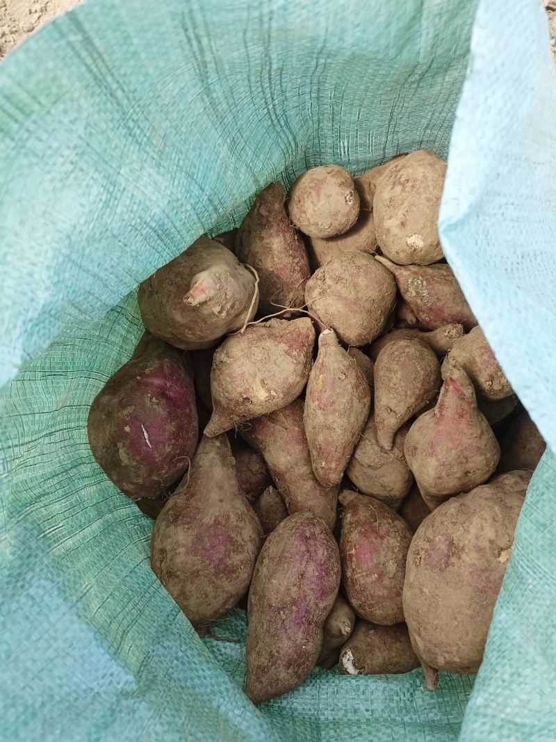 。加工厂原料，打淀粉，饲养用红薯