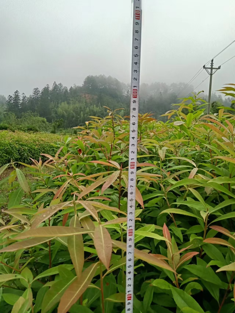一年生两年生木荷苗江西木荷苗湖南木荷苗荷苗
