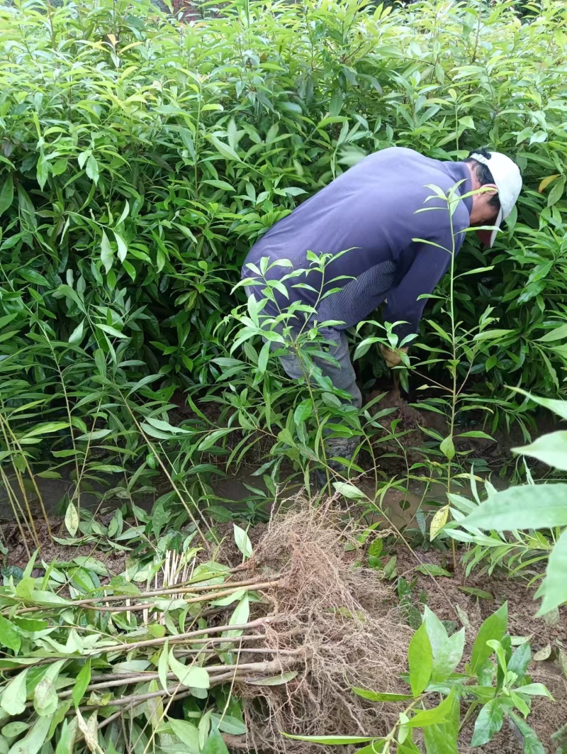 一年生两年生木荷苗江西木荷苗湖南木荷苗荷苗