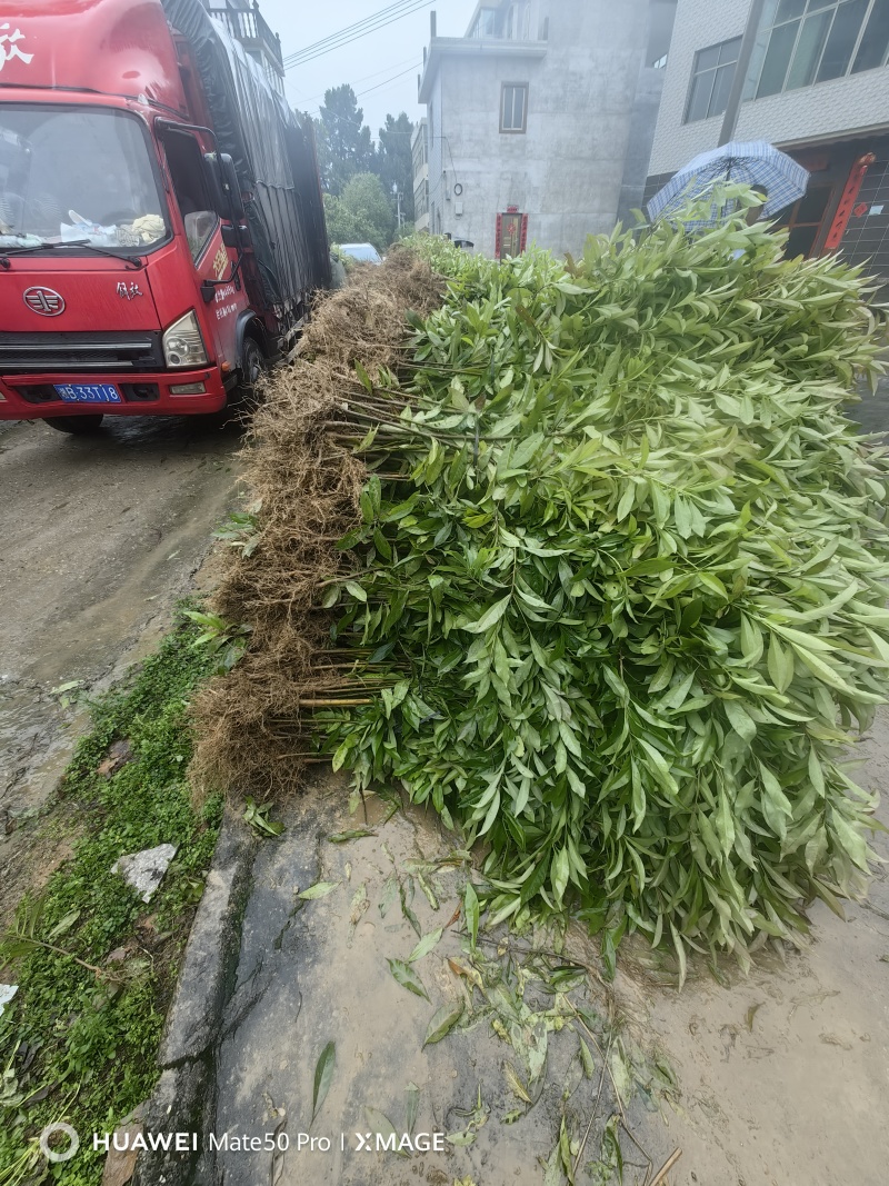 一年生两年生木荷苗江西木荷苗湖南木荷苗荷苗