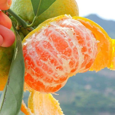 云南叶橘高山蜜桔特早蜜橘皮薄多汁入口即化欢迎订购
